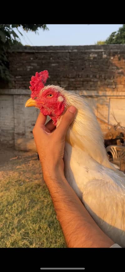 Top quality Heera Breeder
