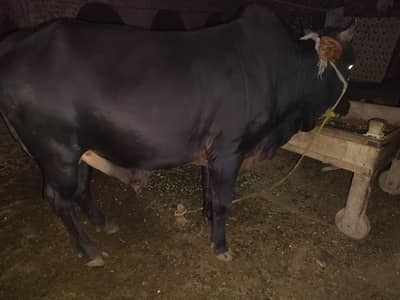 black Color hai 440kg wait hai mash Allah boht payra hai