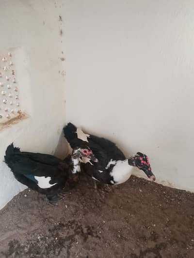 black Muscovy ducks pair