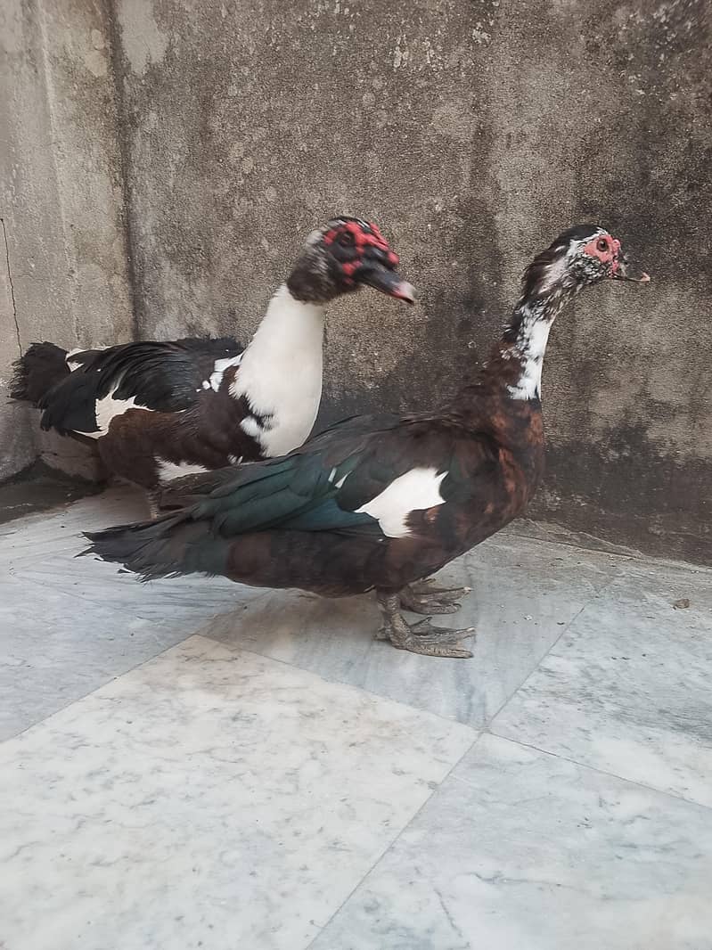 black Muscovy ducks pair - Ducks - 1121012299