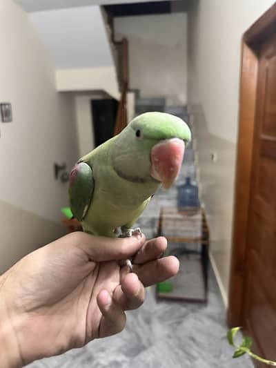raw parrot male