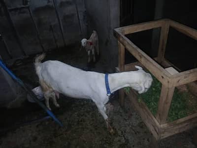 Tedda cross female for sale