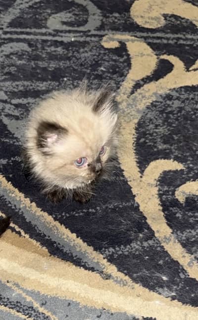 Ragdoll kittens for sale