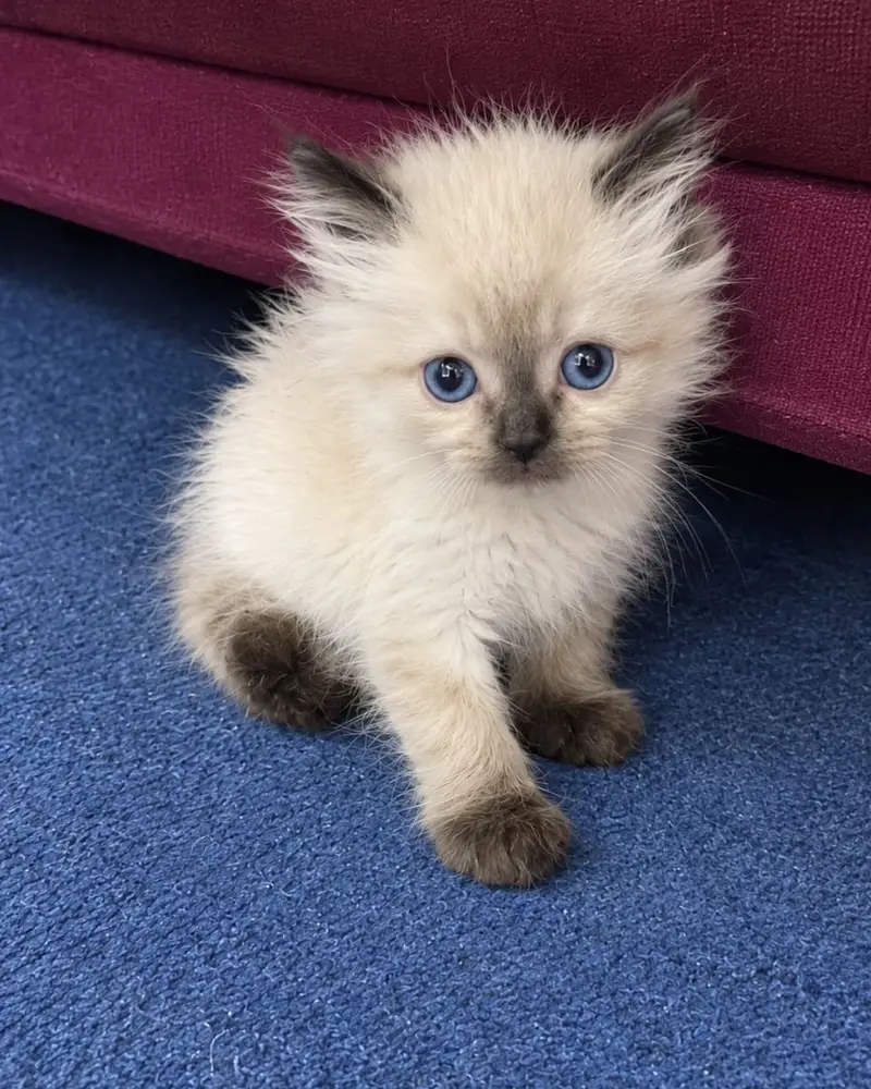 Ragdoll kittens for sale — photo 3