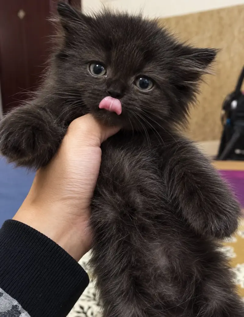 Ragdoll kittens for sale — photo 4