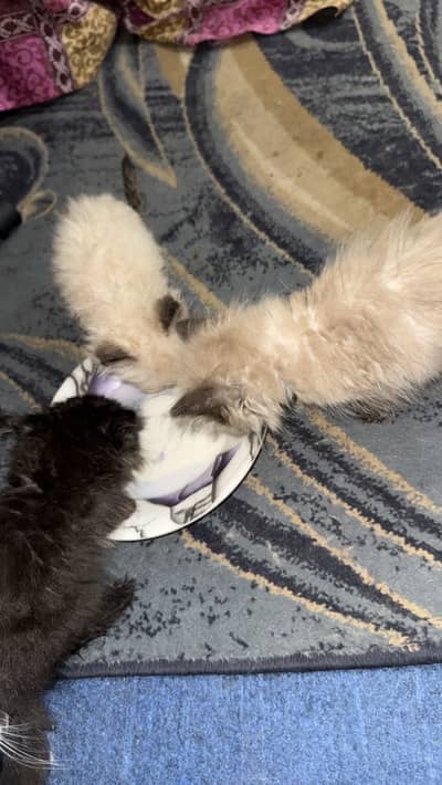 Ragdoll kittens for sale