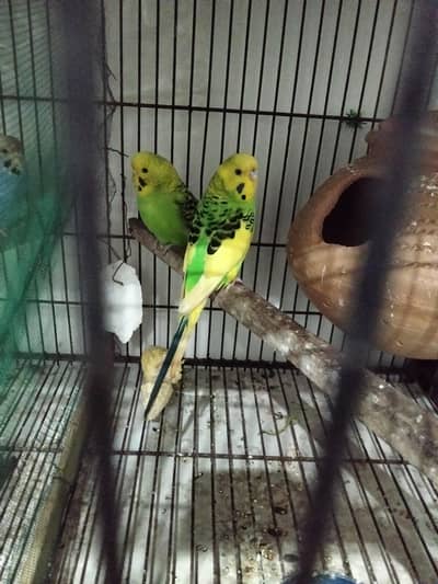 Kind Size breader Budgies Pair