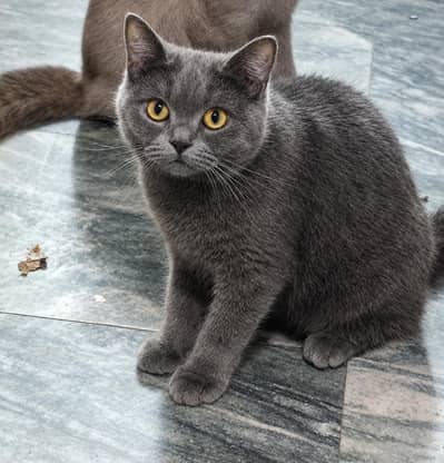 Fully Trained Female Russian Blue Cat˚