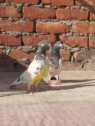 perwazi feMale  kabuter granti wala