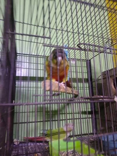 looking for new home