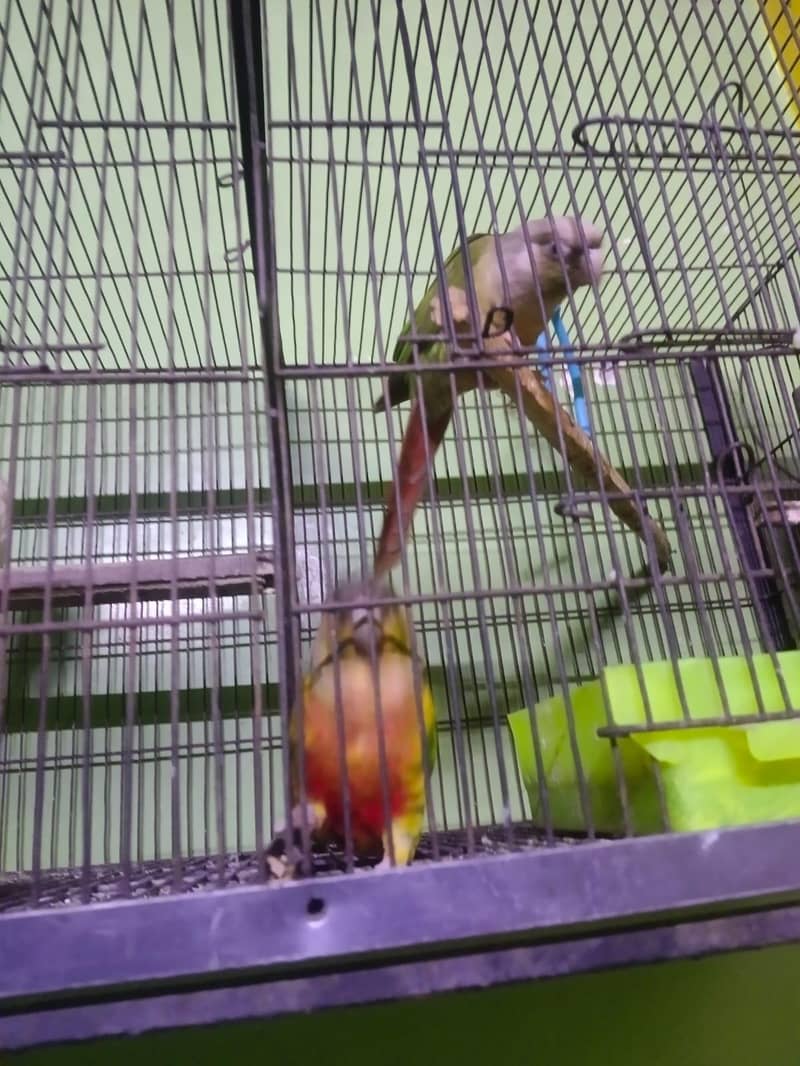 looking for new home - Parrots - 1121012539