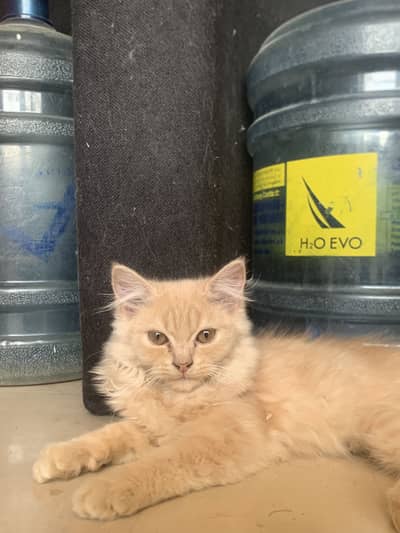 Persian kitten