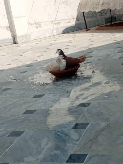 Sharazi, high fly, pigeon
