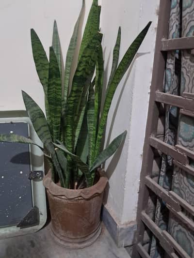 snake plant