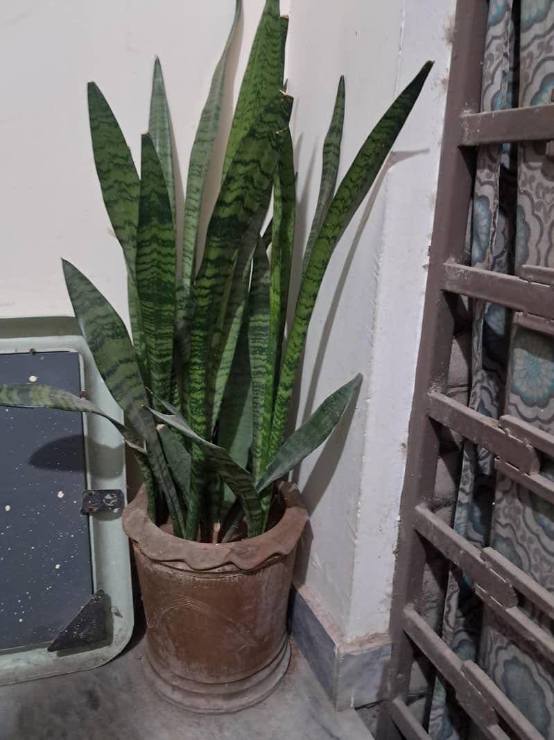 snake plant 0