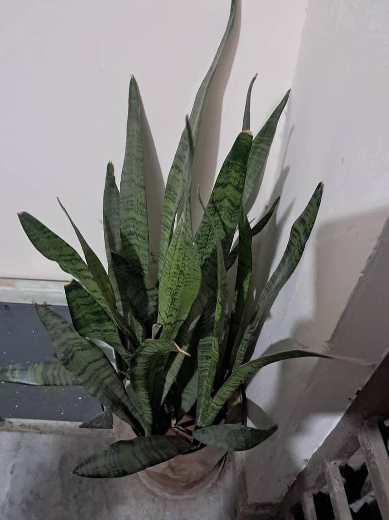snake plant 1