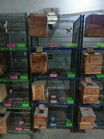 Folding Cage