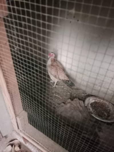Aseel Hens And Roosters