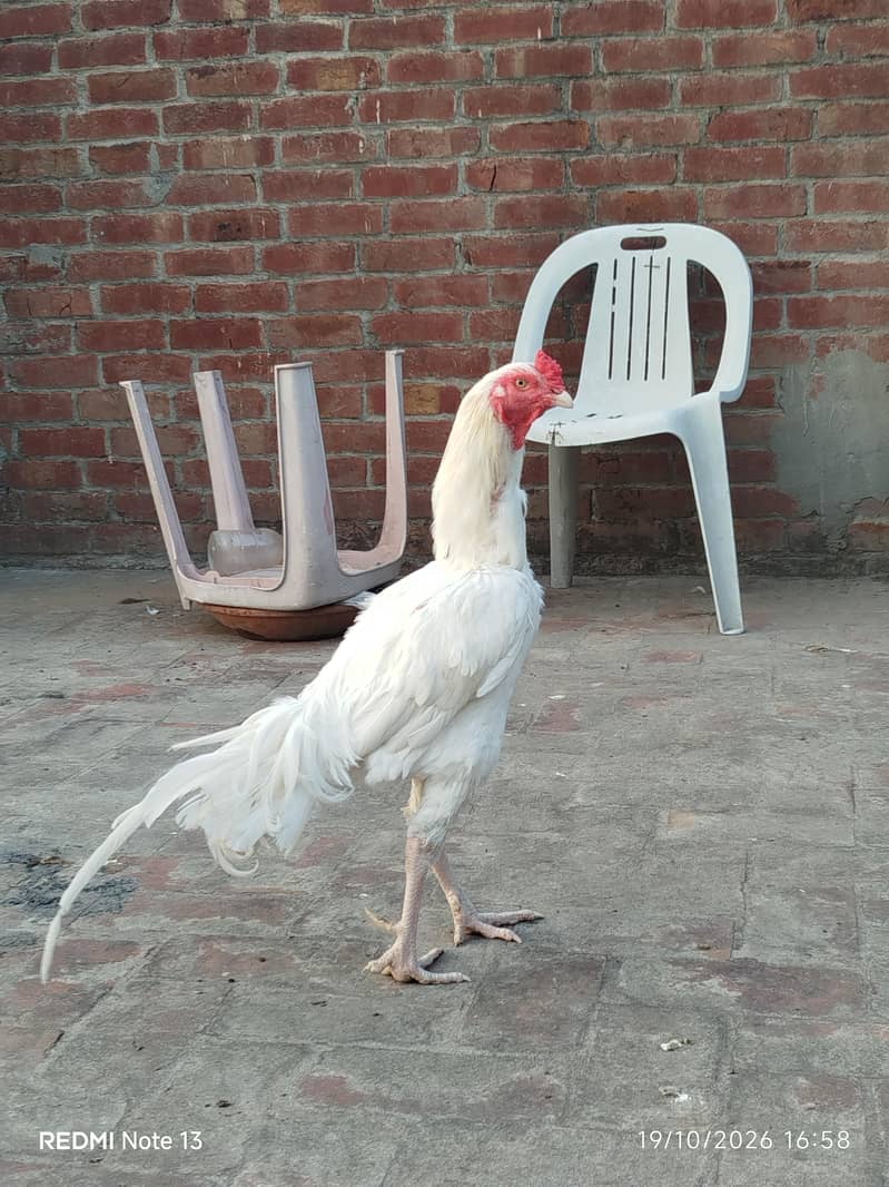 white aseel 0