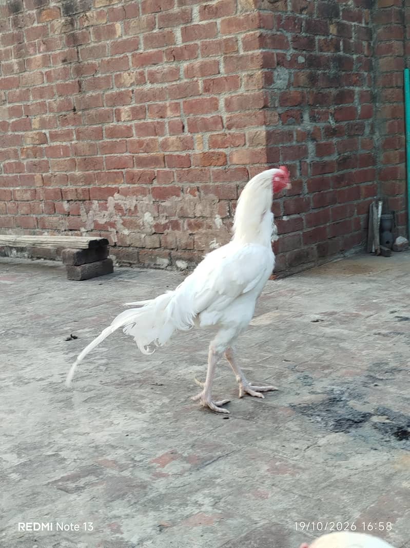 white aseel 1