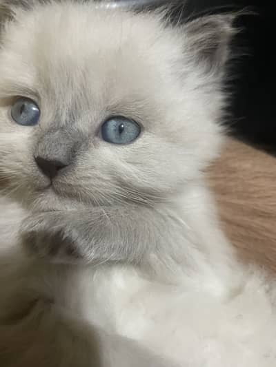 Ragdoll Kittens
