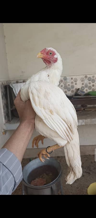 aseel hens