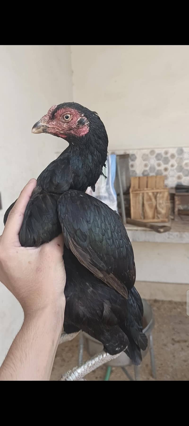aseel hens 1