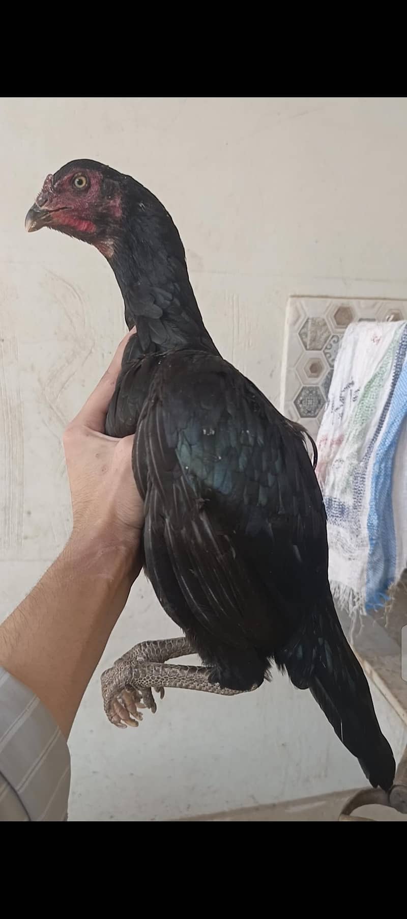 aseel hens 3