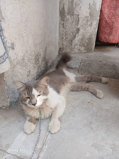 male cat urgent sale intrested people contact