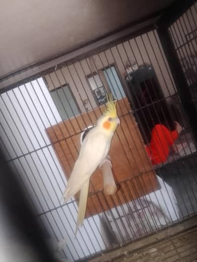 common white red eyes breeder male for sale