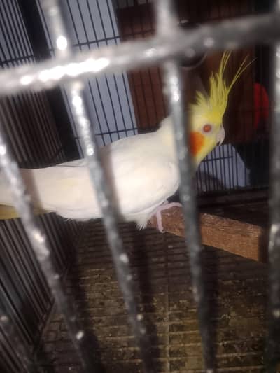 common white red eyes breeder male for sale
