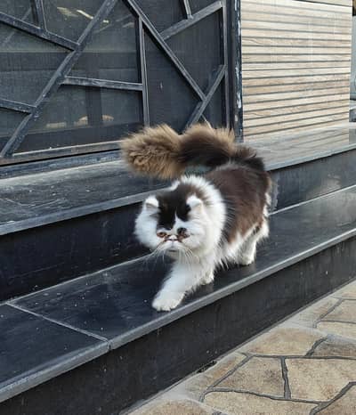 Peki face 7 month male kitten  triple coat