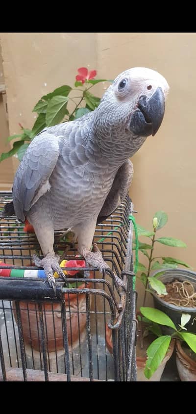 african gray parrot