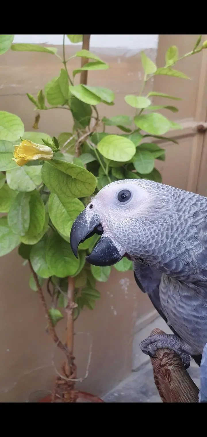 african gray parrot — photo 2