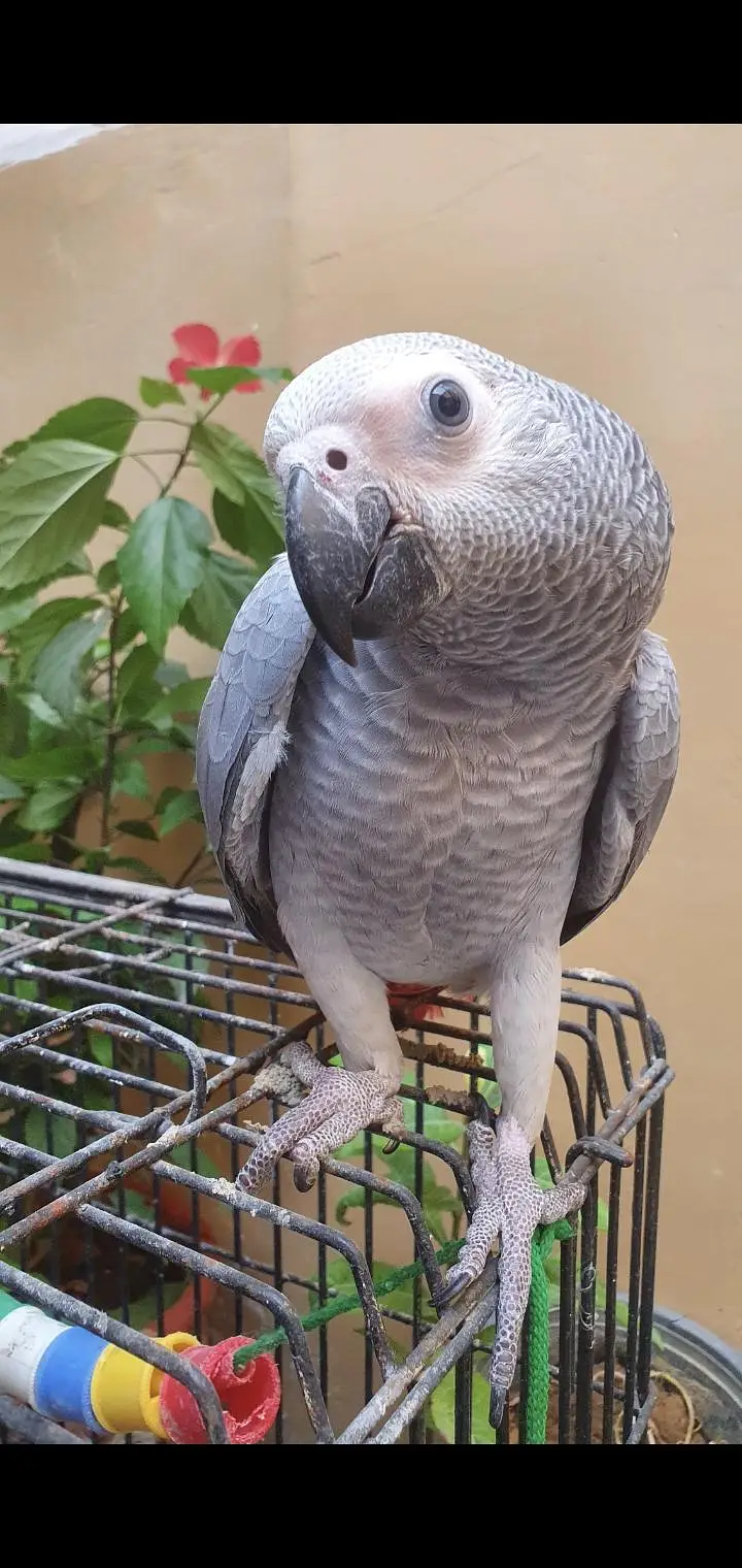 african gray parrot — photo 3