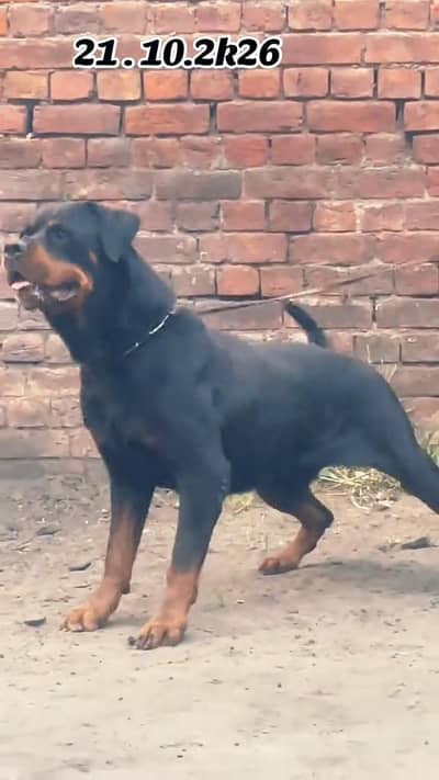 KCP PADGREEE ROTTWEILER 1 MALE 2 FEMALE AVAILABLE