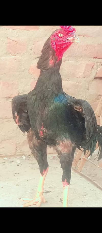 mushka murga