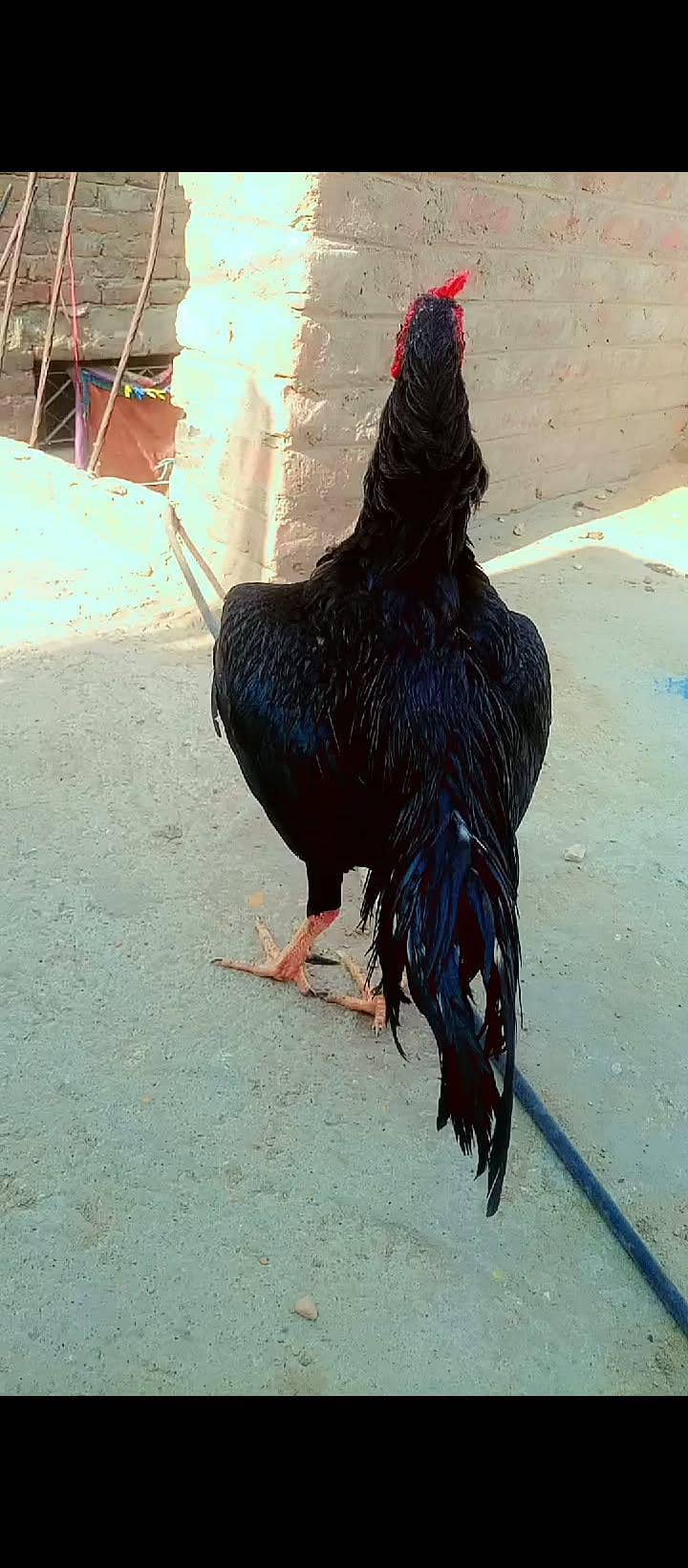 mushka murga 1