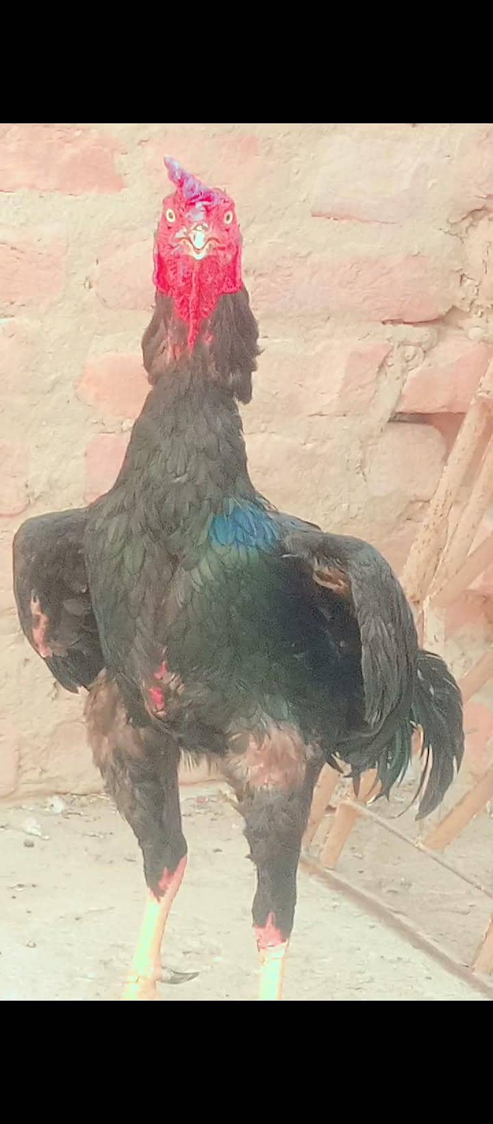 mushka murga 6