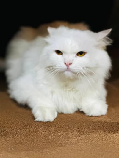 2.6 year male cat