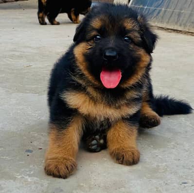 German Shepherd Male Puppy Long Coat