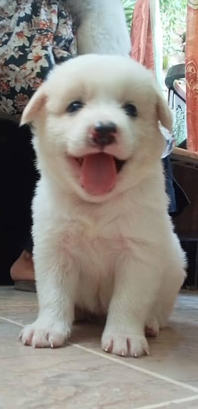 Floffy dog baby