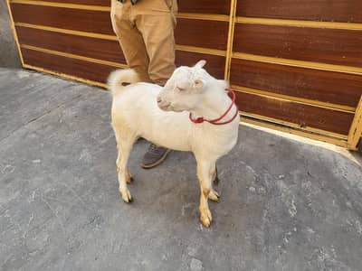 Gulabi Tedda Breeder For Sale