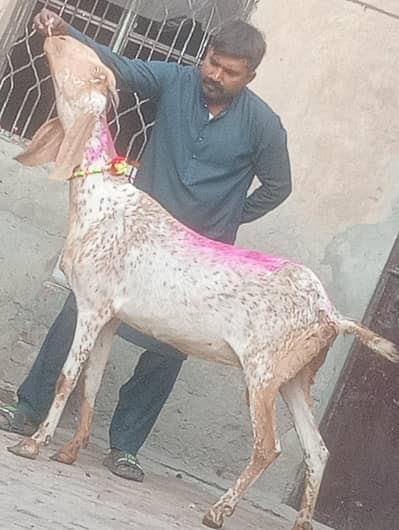 makhi chini confram gaban phat sale