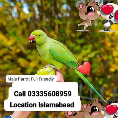 Hand Tamed Full Friendly Green Ring Neck Male Parrot Jumbo Size