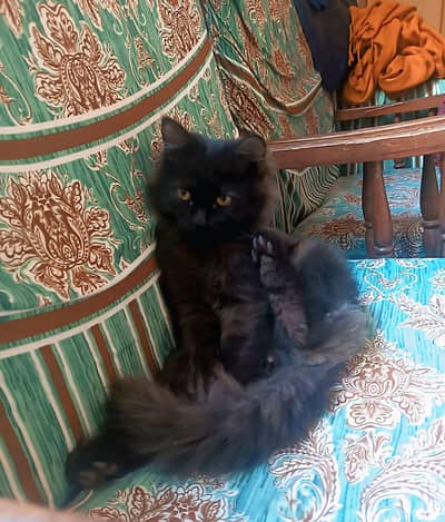 6 month ki cate h rang jeet blak trabil koot lamby ghny ball eys pili