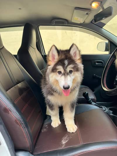 Siberian Husky Male puppy Wooly cot Top Quality