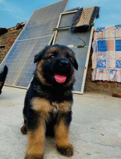 German Shepherd Puppy Long Coat