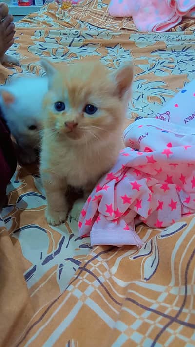 Persian cat