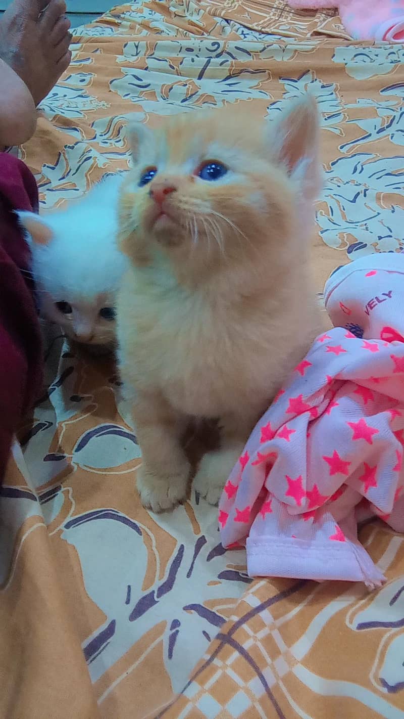 Persian cat - Cats - 1121013518
